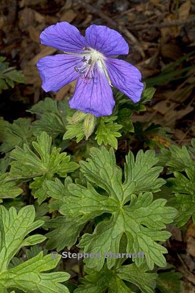 geranium himalayense 1 graphic